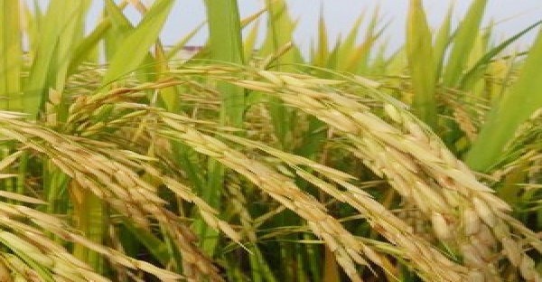 土壤肥沃、富含钙、镁、硒